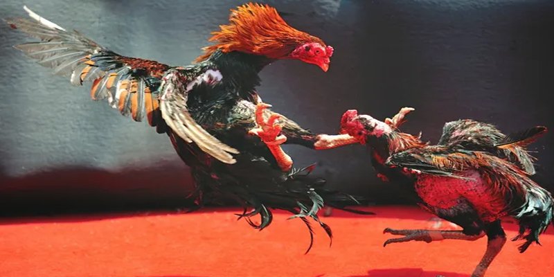 c1 gà chọi