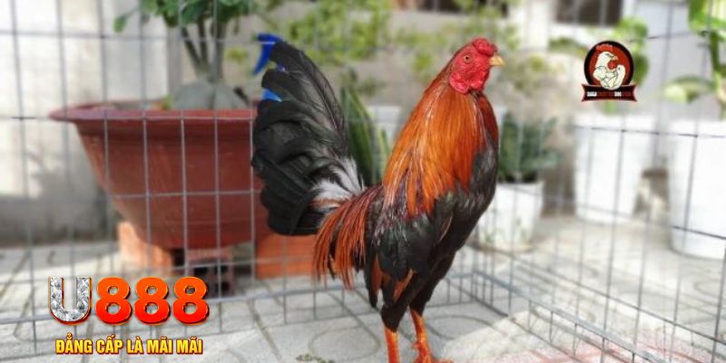 game go88 game máy bay nổ hũ
