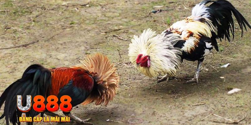 game go88 game nổ hũ là gì